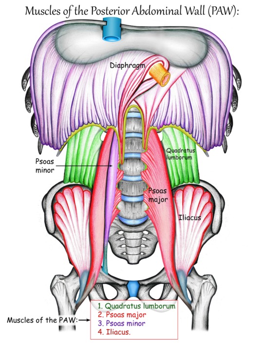 lien-psoas-diaphragme-respiration-pilates