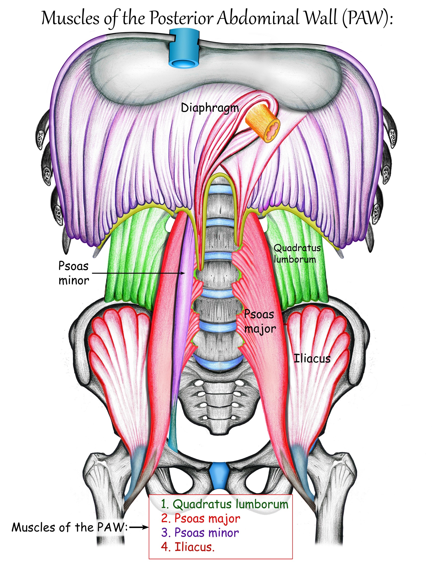 lien-psoas-diaphragme-respiration-pilates